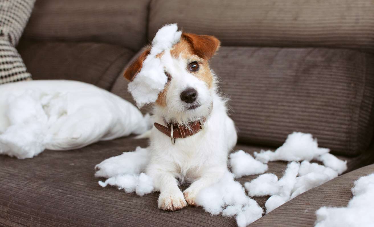Cómo entrenar a tu perro como un experto en solo 6 pasos Cómo entrenar a tu perro como un experto en solo 6 pasos